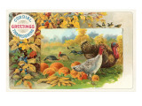 Male and Female Turkeys, Pumpkins