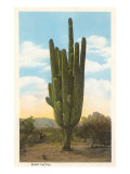 World's Largest Saguaro Cactus