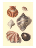 Seashells