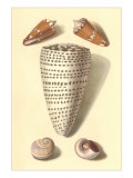 Seashells