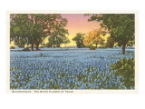 Blue Bonnets, State Flower of Texas