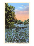 Field of Bluebonnets, Texas
