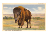 Buffalo