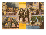 Buy Animals from Zoo, San Antonio, Texas at AllPosters.com