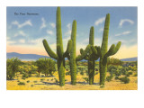 The Four Horsemen, Saguaro Cacti