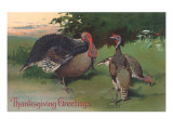 Three Wild Turkeys in Woods
