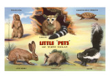 Buy Creatures of the West Texas Desert at AllPosters.com