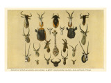 Buy Collection of African Trophy Heads at AllPosters.com