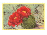 Blooming Prickly Pear Cactus