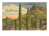 Group of Saguaro Cacti