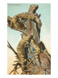 Gila Monsters