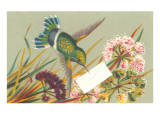 Victorian Hummingbird