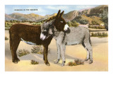 Buy Burros Snuggling, Romance in the Rockies at AllPosters.com