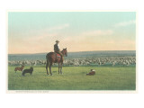 Sheep Herding in the West
