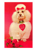 To My Valentine, Poodle with Roses