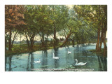 Swans in Brackenridge Park, San Antonio, Texas