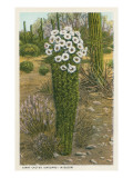 Flowering Saguaro Cactus