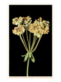 Wild Buckwheat, Yellowstone National Park Giclee Print