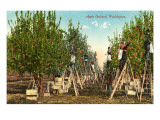 Apple Orchard, Washington