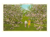 Apple Blossoms in Virginia