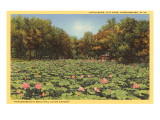 Lotus Beds, Parkersburg, West Virginia