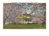 Apple Blossoms, Shenandoah Valley, Virginia