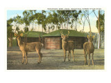 Buy Barasingha Deer, San Diego Zoo at AllPosters.com