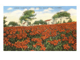 Poinsettia Field, Carlsbad, San Diego County, California