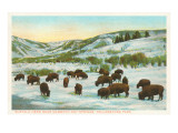 Bison Herd, Yellowstone National Park