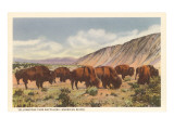 Bison Herd, Yellowstone National Park