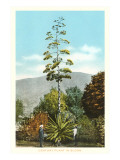Buy Century Plant in Bloom at AllPosters.com