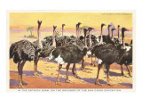 Ostrich Farm, San Diego Exposition, California