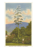Buy Century Plant in Bloom at AllPosters.com