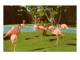 Buy Flamingos at San Diego Zoo at AllPosters.com