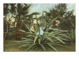 Girl in Agave