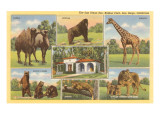 Buy Scenes of Animals from Zoo, San Diego, California at AllPosters.com