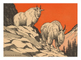 Woodcut of Mountain Goats