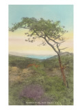 Torrey Pine, San Diego County, California