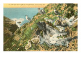 Sea Gull Nest, Coronado Islands, California