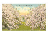Apple Blossoms, Winchester, Virginia