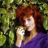 Buy Tina Louise at AllPosters.com