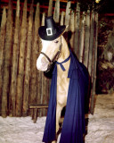 Buy Mr. Ed at AllPosters.com