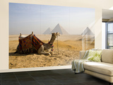 Lone Camel Gazes Across the Giza Plateau Outside Cairo, Egypt