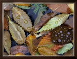 Autumn Leaves Float in a Pond at the Japanese Garden of Portland, Oregon, Tuesday, October 24, 2006