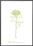 Chrysanthemum II