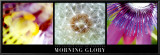 The Secret Life of Flowers: Morning Glory