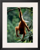 Natural Gymnast