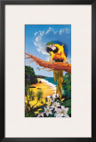 Macaw Cove
