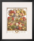 Twelve Months of Fruits, 1732, September