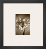 Amaryllis